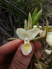 Eulophia ovalis bainesii