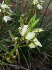 Eulophia ovalis bainesii