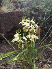 Eulophia ovalis bainesii
