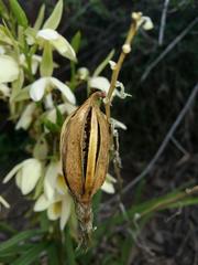 Eulophia ovalis bainesii