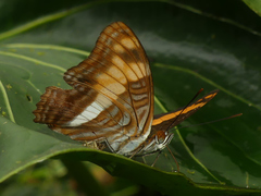 Adelpha phylaca pseudaethalia