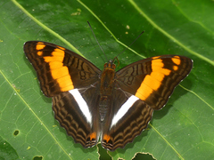 Adelpha phylaca pseudaethalia