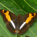 Adelpha phylaca pseudaethalia - Photo (c) David Geale, μερικά δικαιώματα διατηρούνται (CC BY-NC), uploaded by David Geale