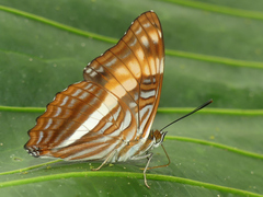 Adelpha phylaca pseudaethalia
