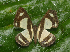 Baeotis nesaea