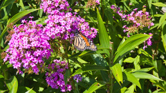 Danaus plexippus