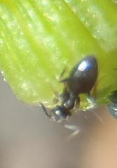 Technomyrmex pallipes