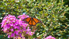 Danaus plexippus