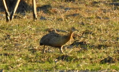 Rhynchotus rufescens