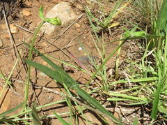 Sphenostylis angustifolia