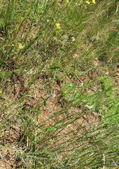 Sphenostylis angustifolia