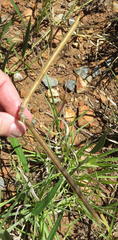Sphenostylis angustifolia