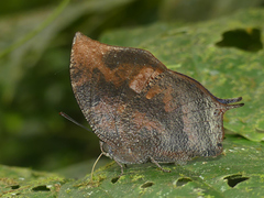 Memphis moruus