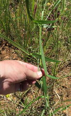 Sphenostylis angustifolia
