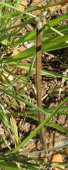 Sphenostylis angustifolia