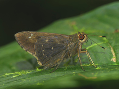 Naevolus orius