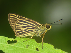 Parphorus decora