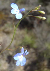 Lobelia flaccida flaccida