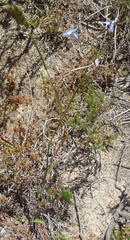 Lobelia flaccida flaccida