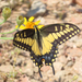 Desert Black Swallowtail - Photo (c) Keir Morse, some rights reserved (CC BY-NC-ND), uploaded by Keir Morse
