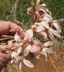 Pelargonium luridum