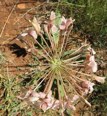 Pelargonium luridum