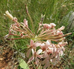 Pelargonium luridum