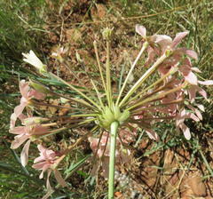 Pelargonium luridum