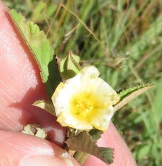Sida rhombifolia rhombifolia