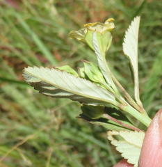 Sida rhombifolia rhombifolia