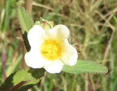 Sida rhombifolia rhombifolia