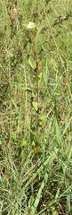 Sida rhombifolia rhombifolia