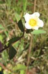 Sida rhombifolia rhombifolia