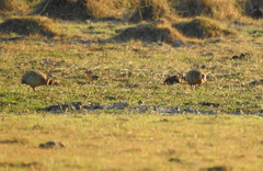 Rhynchotus rufescens