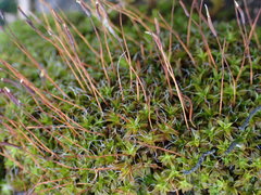 Syntrichia princeps