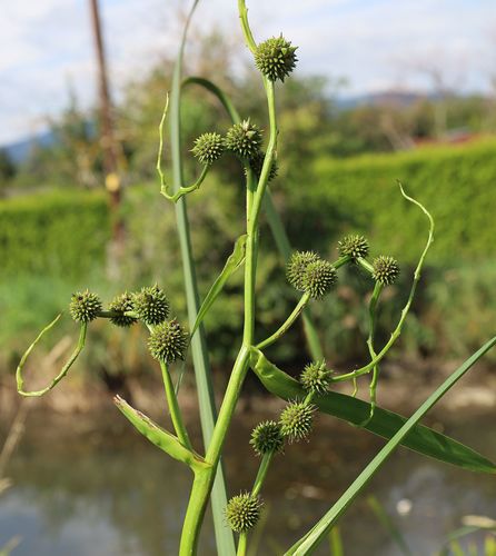 Sparganium erectum iNat (1)