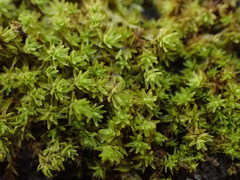 Zygodon viridissimus