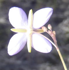 Heliophila subulata