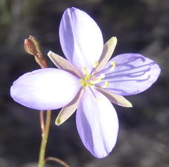 Heliophila subulata