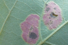 Phyllonorycter sagitella
