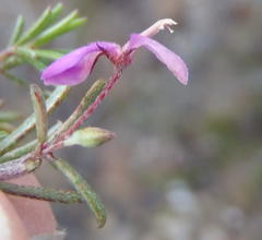 Indigofera sp14