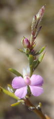 Muraltia dispersa