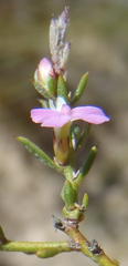 Muraltia dispersa