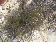 Muraltia dispersa