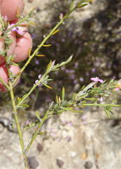 Muraltia dispersa