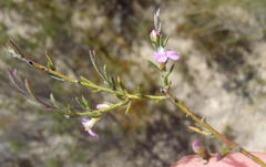 Muraltia dispersa