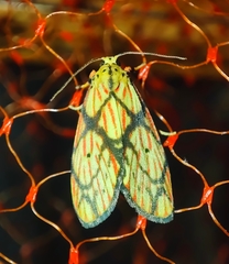 Barsilene pallinflexa