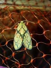 Barsilene pallinflexa