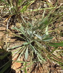 Plantago