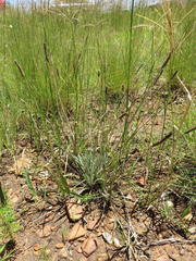 Plantago